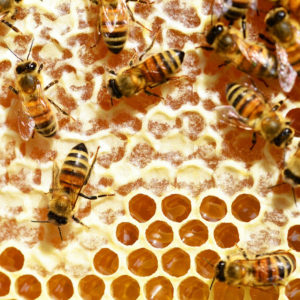 Mit Honig gefüllte Waben